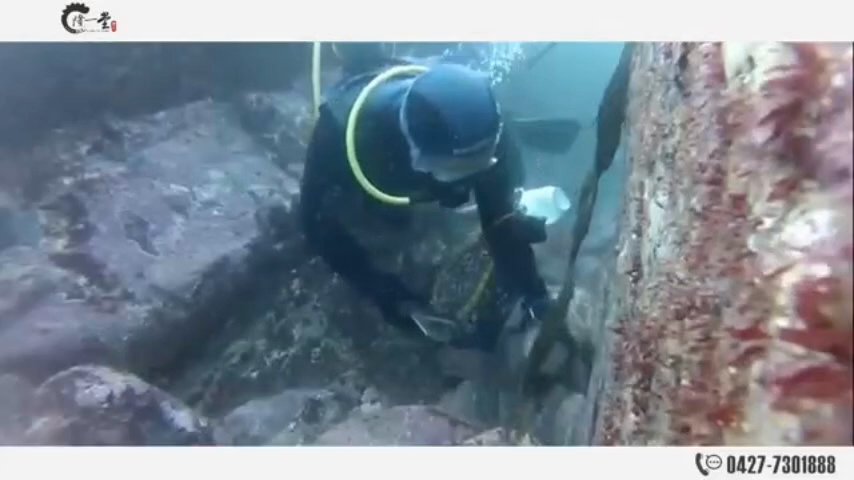 潜水员在北纬39°深海捕捞辽参